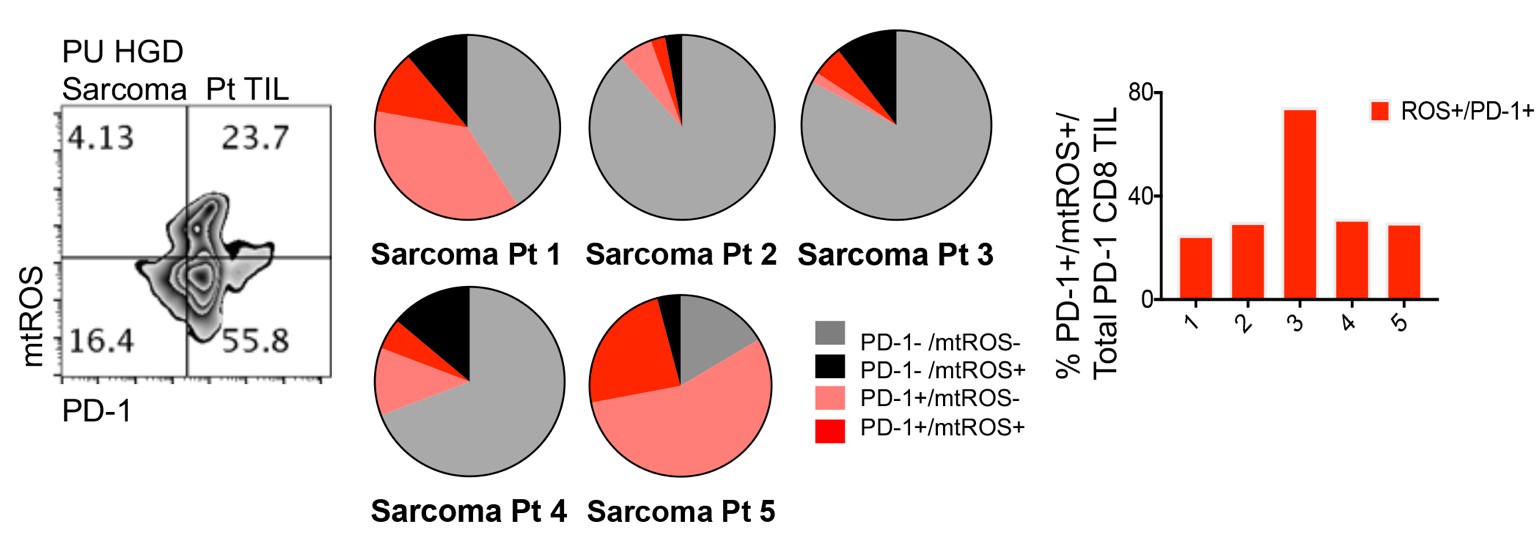 Graphs showing energy loss in t cells in tumors
